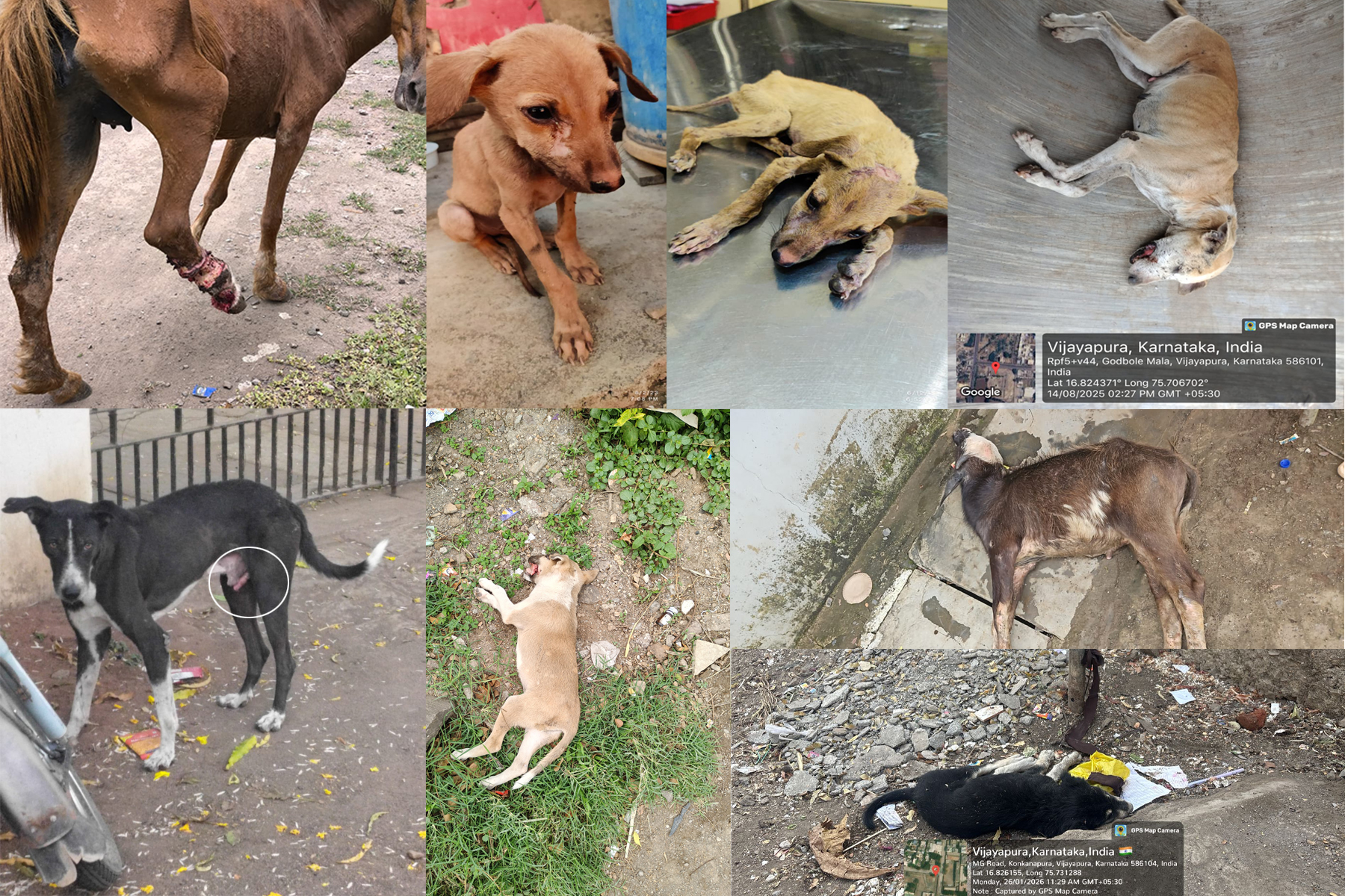 dog-rescue-001.jpg
