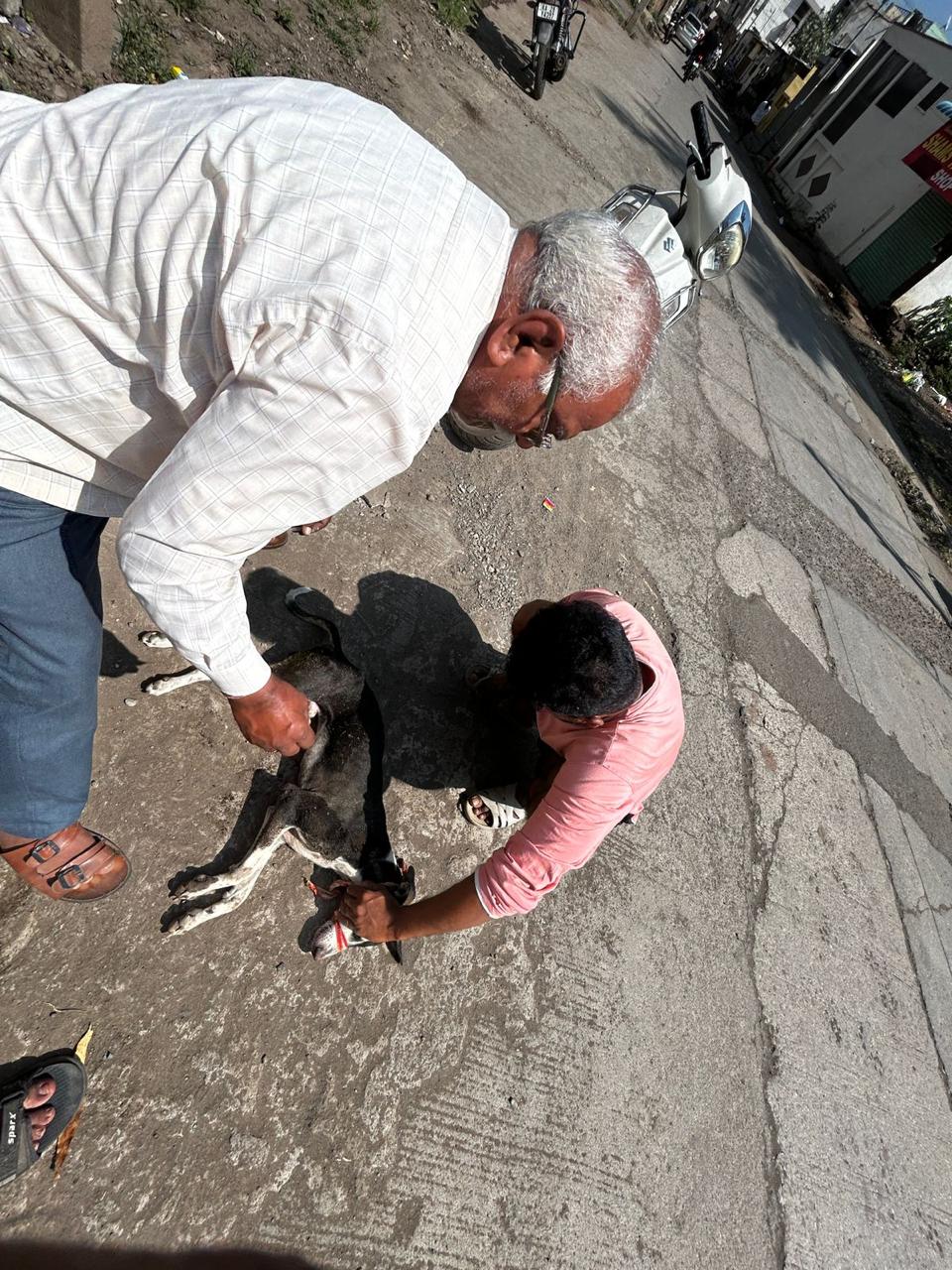 dog-rescue-005.jpg