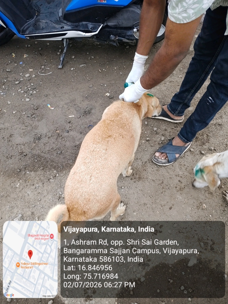 dog-rescue-013.jpg