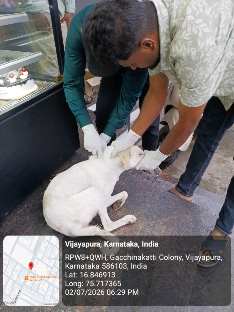 dog-rescue-014.jpg