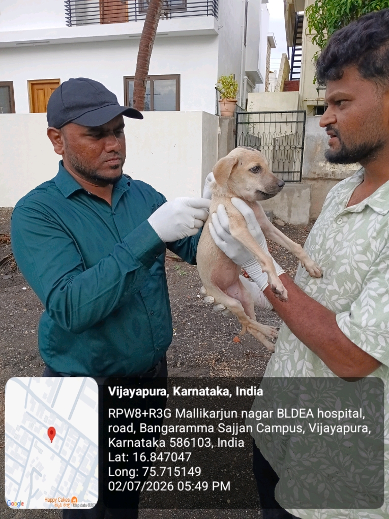 dog-rescue-024.jpg