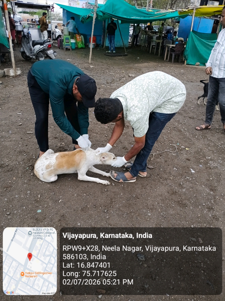 dog-rescue-037.jpg