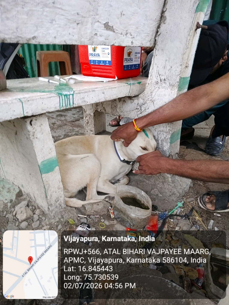 dog-rescue-050.jpg
