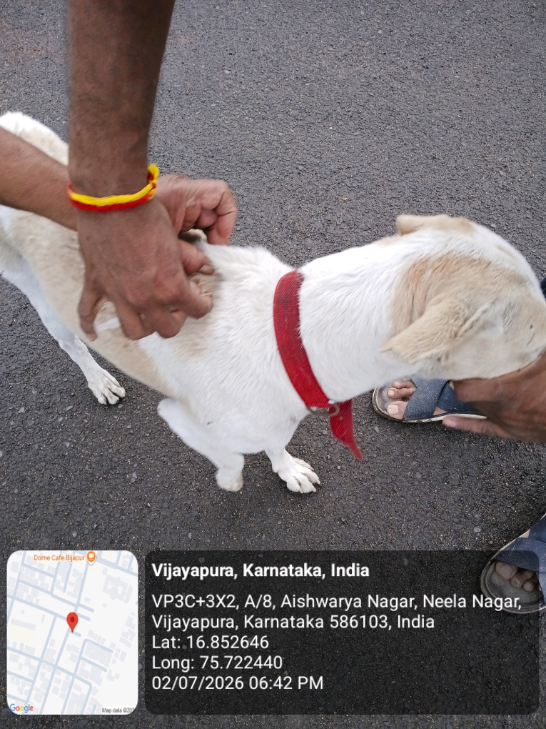 dog-rescue-051.jpg
