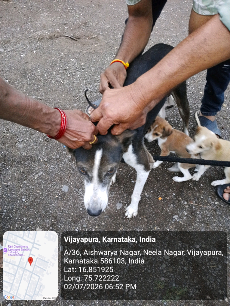 dog-rescue-052.jpg