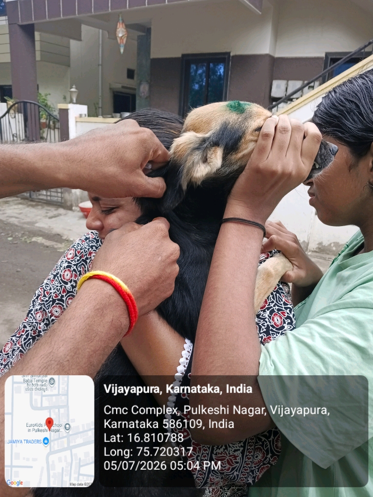 dog-rescue-053.jpg